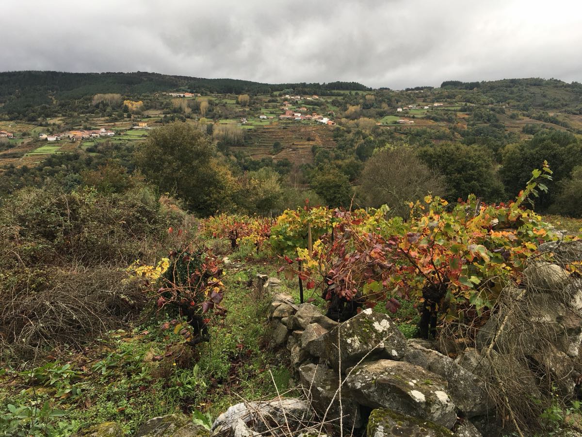 A terraced vineyard behind a dry granite wall in the Ribeira Sacra, with a scattered hamlet on the far hillside.